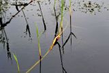 Phragmites australis