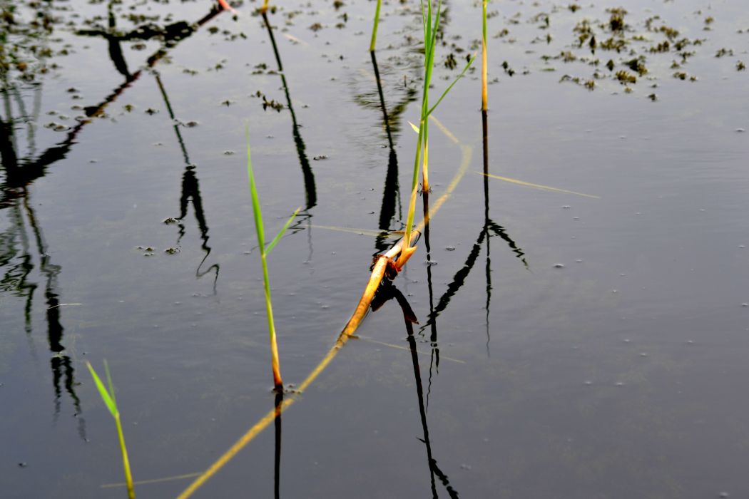 Image of Phragmites australis specimen.