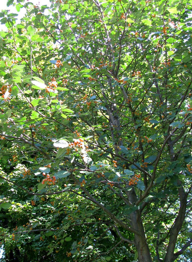 Image of Sorbus intermedia specimen.