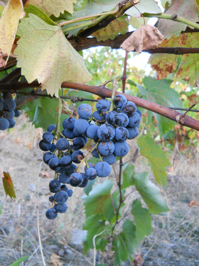 Image of Vitis vinifera specimen.