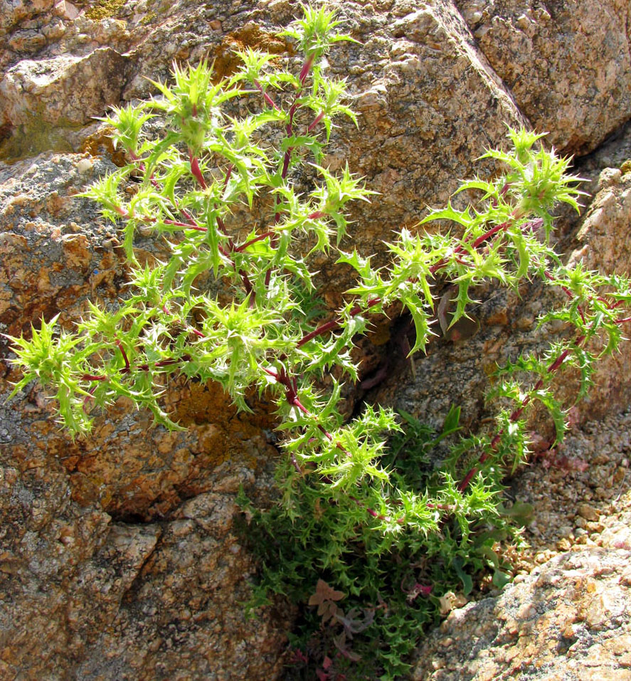 Изображение особи Carlina hispanica.