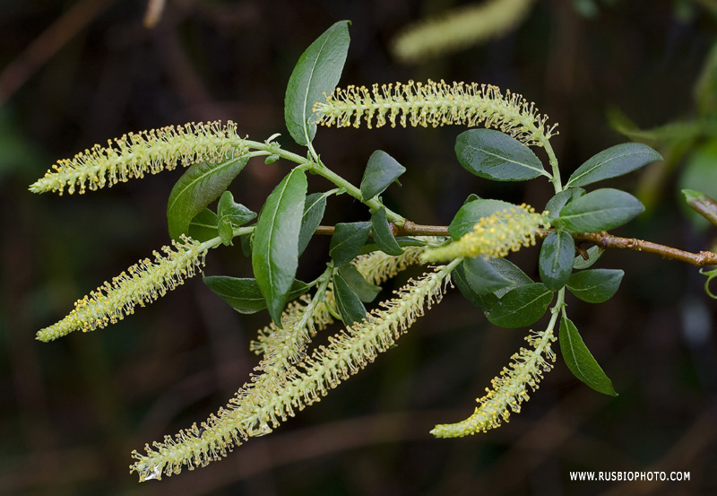 Image of Salix triandra specimen.