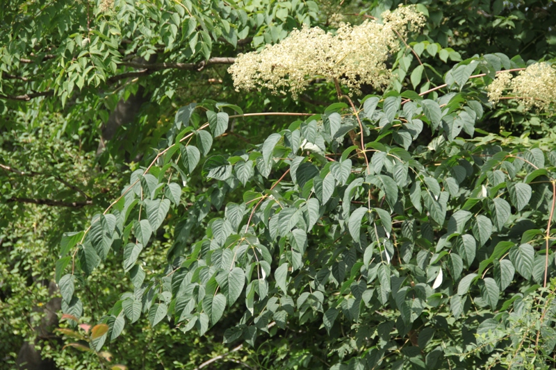 Изображение особи Aralia elata.