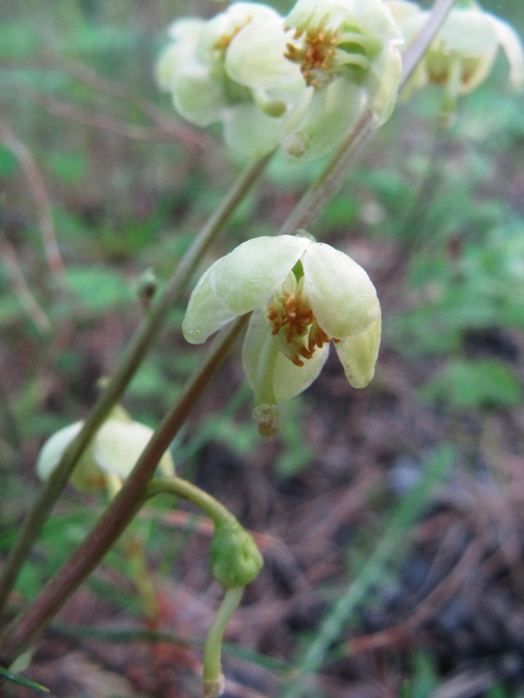 Image of Pyrola chlorantha specimen.