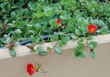 род Portulaca. Цветущее растение. Италия, Римини, в культуре. 21.06.2010.