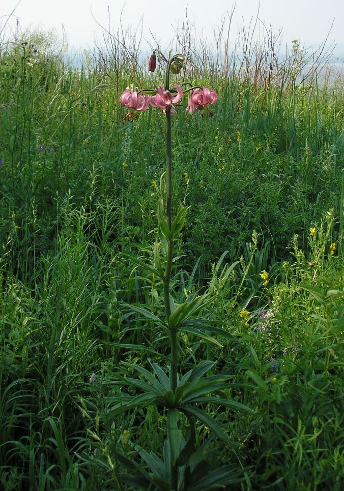 Image of Lilium pilosiusculum specimen.