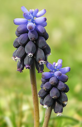 Image of Muscari neglectum specimen.