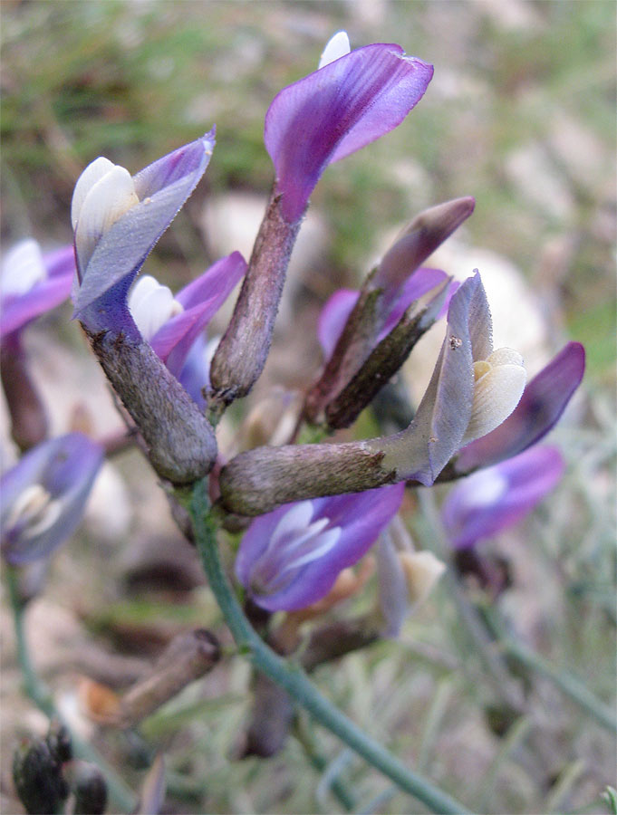 Изображение особи Astragalus sanctus.