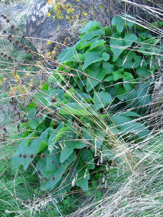 Image of Phlomoides tuberosa specimen.