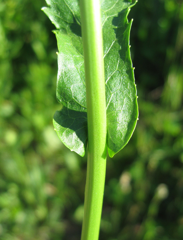 Image of Rorippa austriaca specimen.