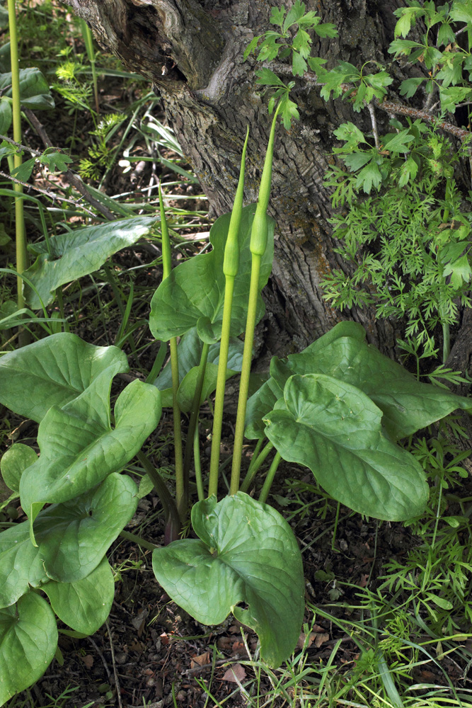 Image of Arum korolkowii specimen.