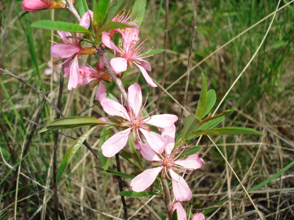 Image of Amygdalus nana specimen.