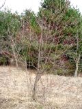 Swida alba. Небольшое покоящееся дерево. Ставропольский край, г. Кисловодск, Курортный парк средний. 27.03.2013.