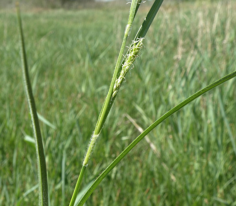 Изображение особи Carex hirta.