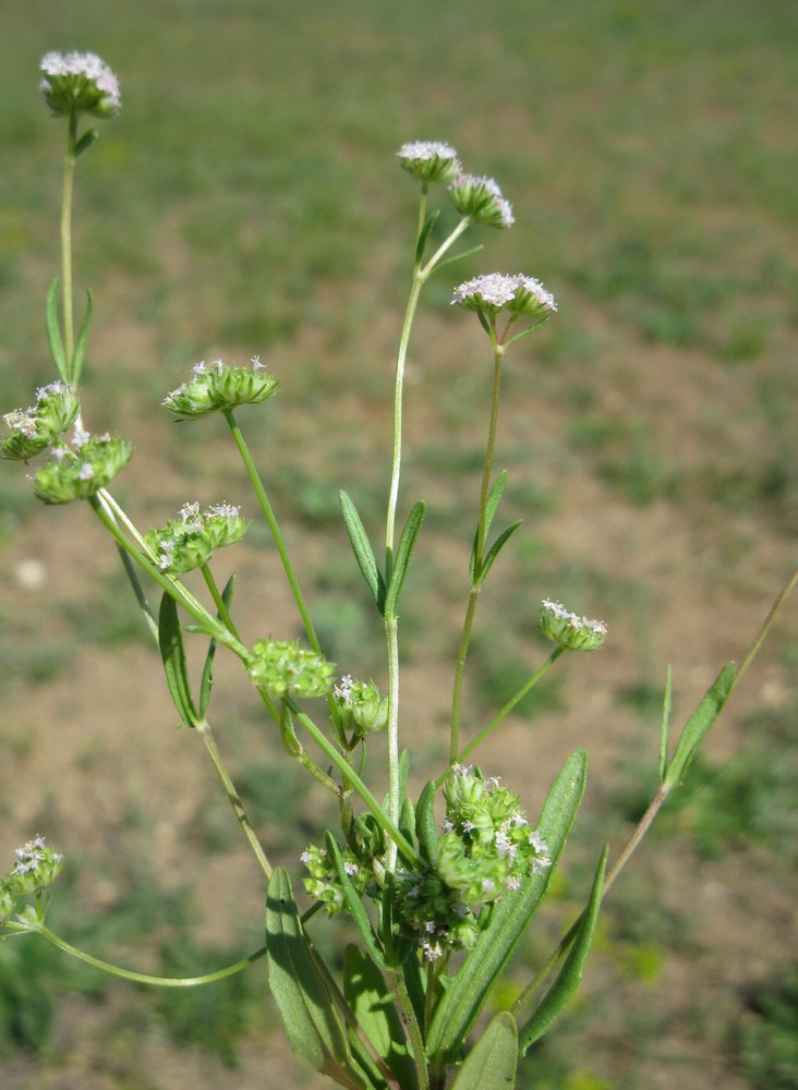 Image of Valerianella coronata specimen.