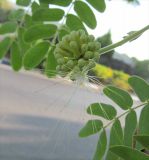 Смотреть изображение Albizia lebbeck