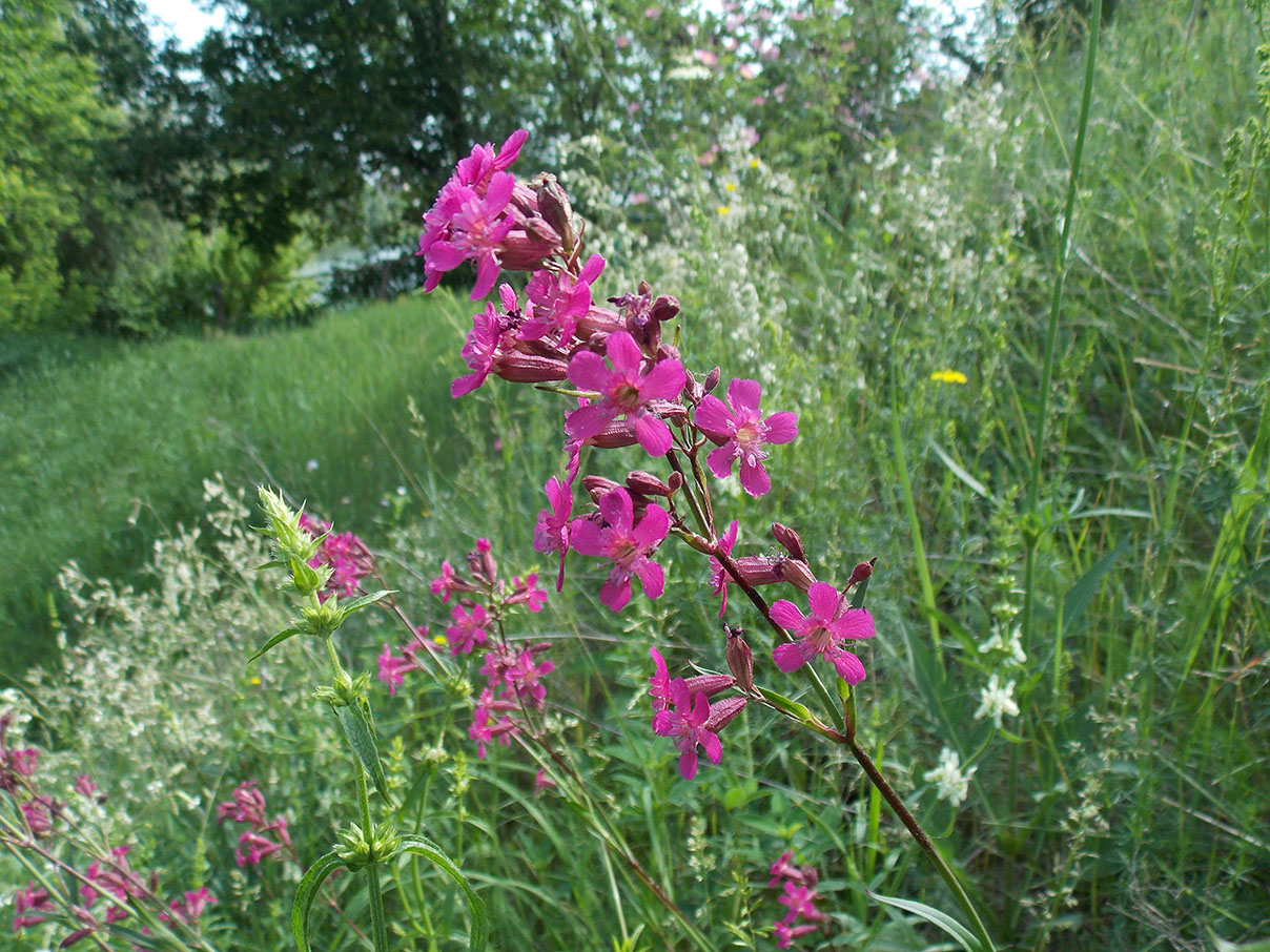 Изображение особи Viscaria vulgaris.