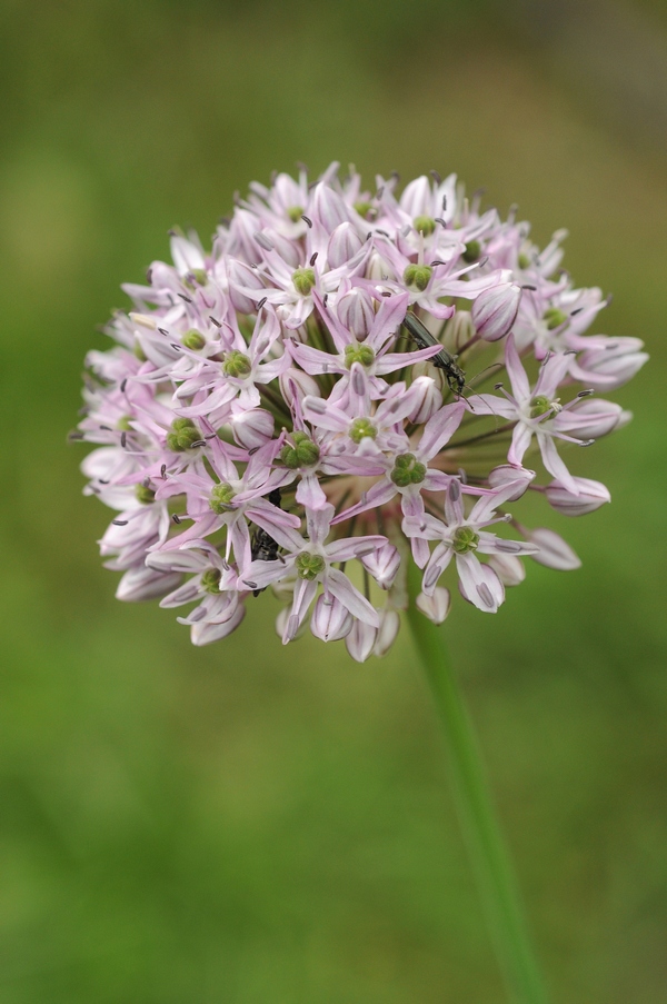 Изображение особи Allium quercetorum.