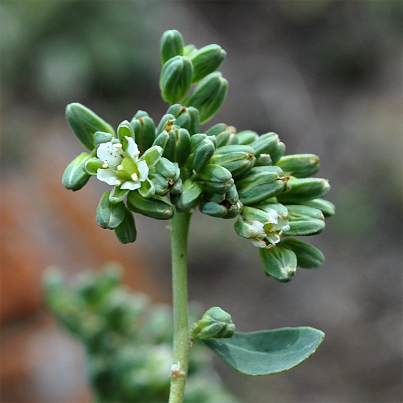 Image of Telephium orientale specimen.