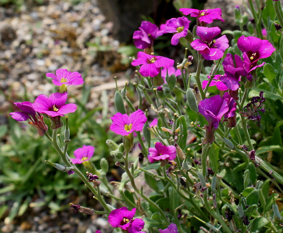 Изображение особи Aubrieta &times; cultorum.