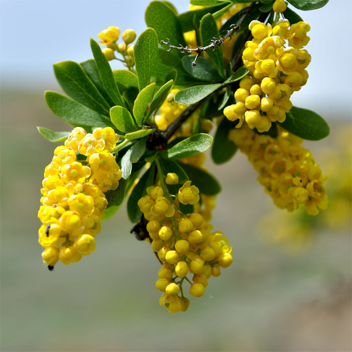 Image of Berberis iberica specimen.