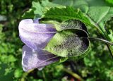 Nicandra physalodes