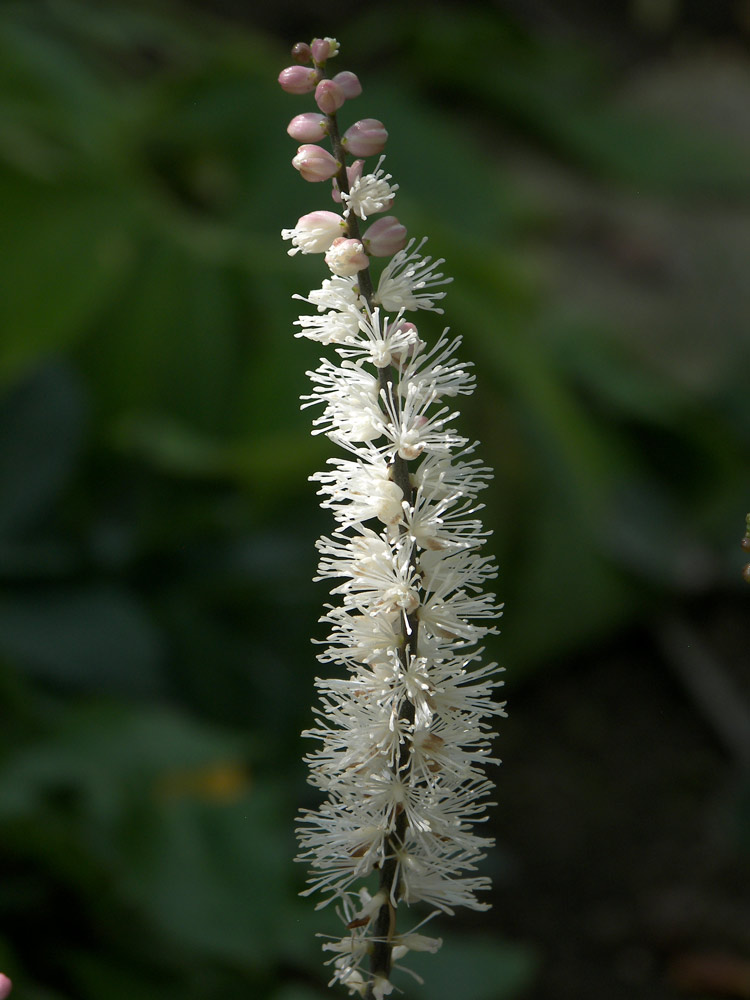 Image of Cimicifuga japonica specimen.