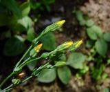 Blackstonia perfoliata