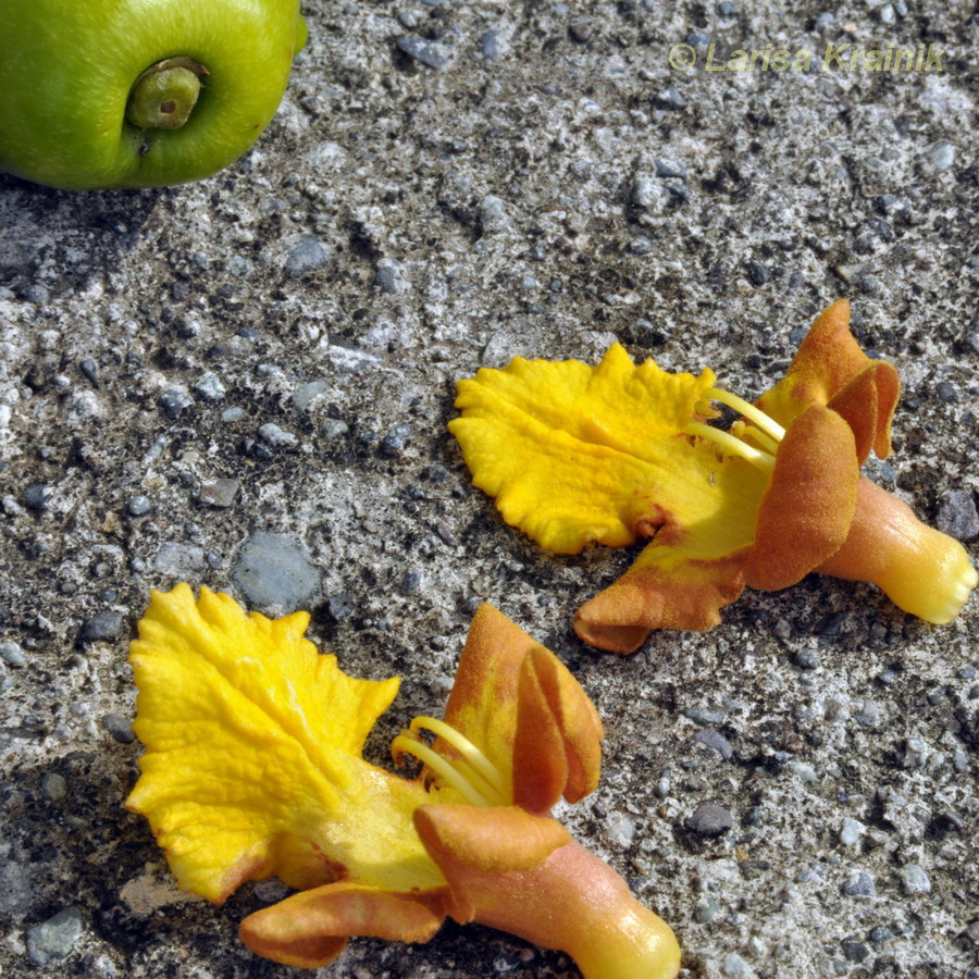 Image of Gmelina arborea specimen.