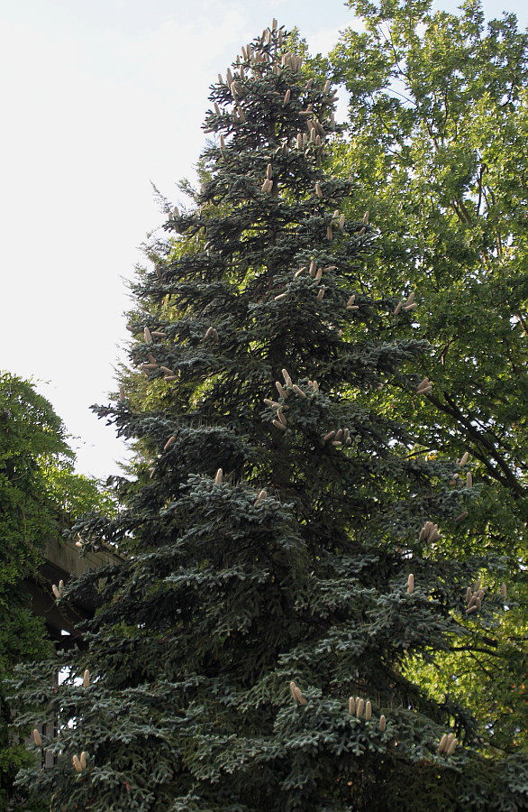 Image of Abies pinsapo specimen.