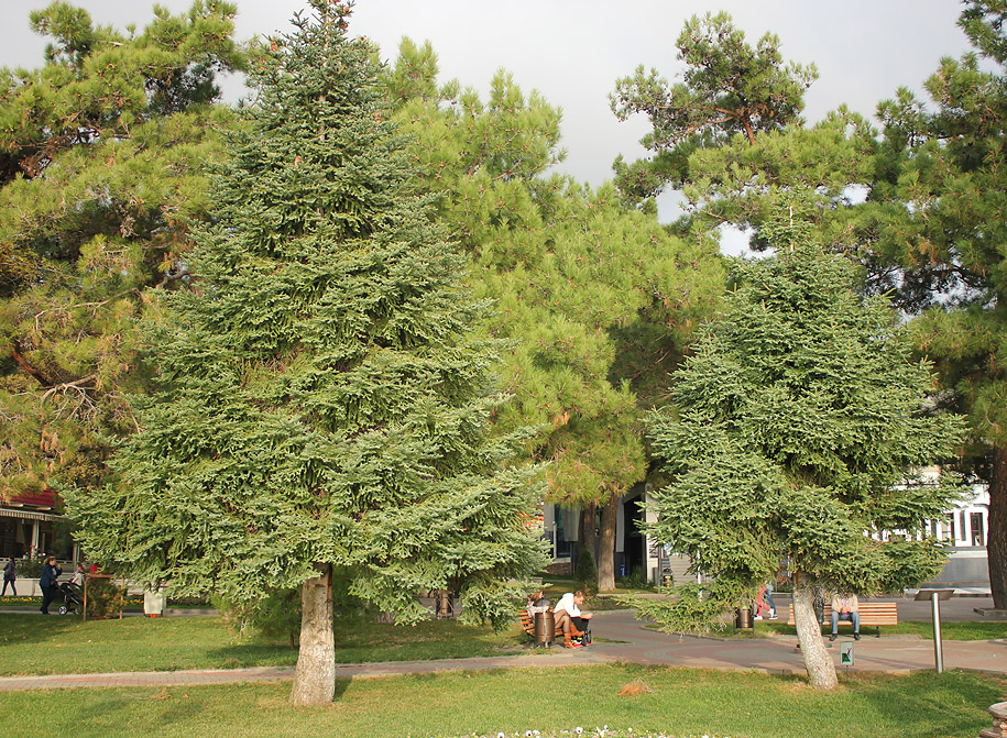 Image of Abies pinsapo specimen.