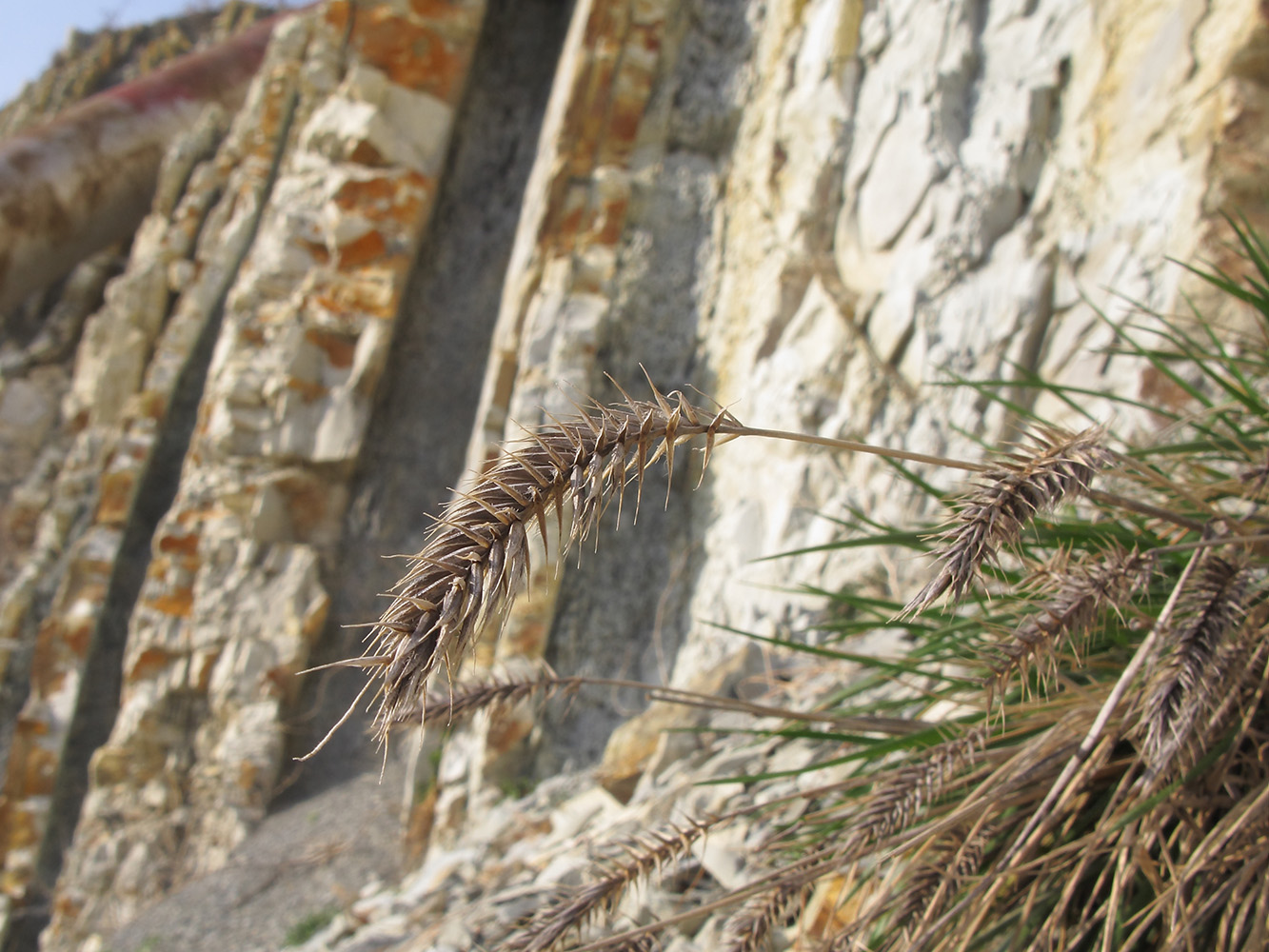 Image of Agropyron pinifolium specimen.