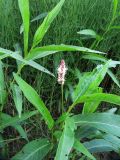 Persicaria amphibia