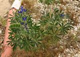 Lupinus pilosus. Цветущее и плодоносящее растение на клумбе (местный вид, используемый в озеленении). Израиль, Шарон, г. Герцлия, в культуре. 19.04.2014.