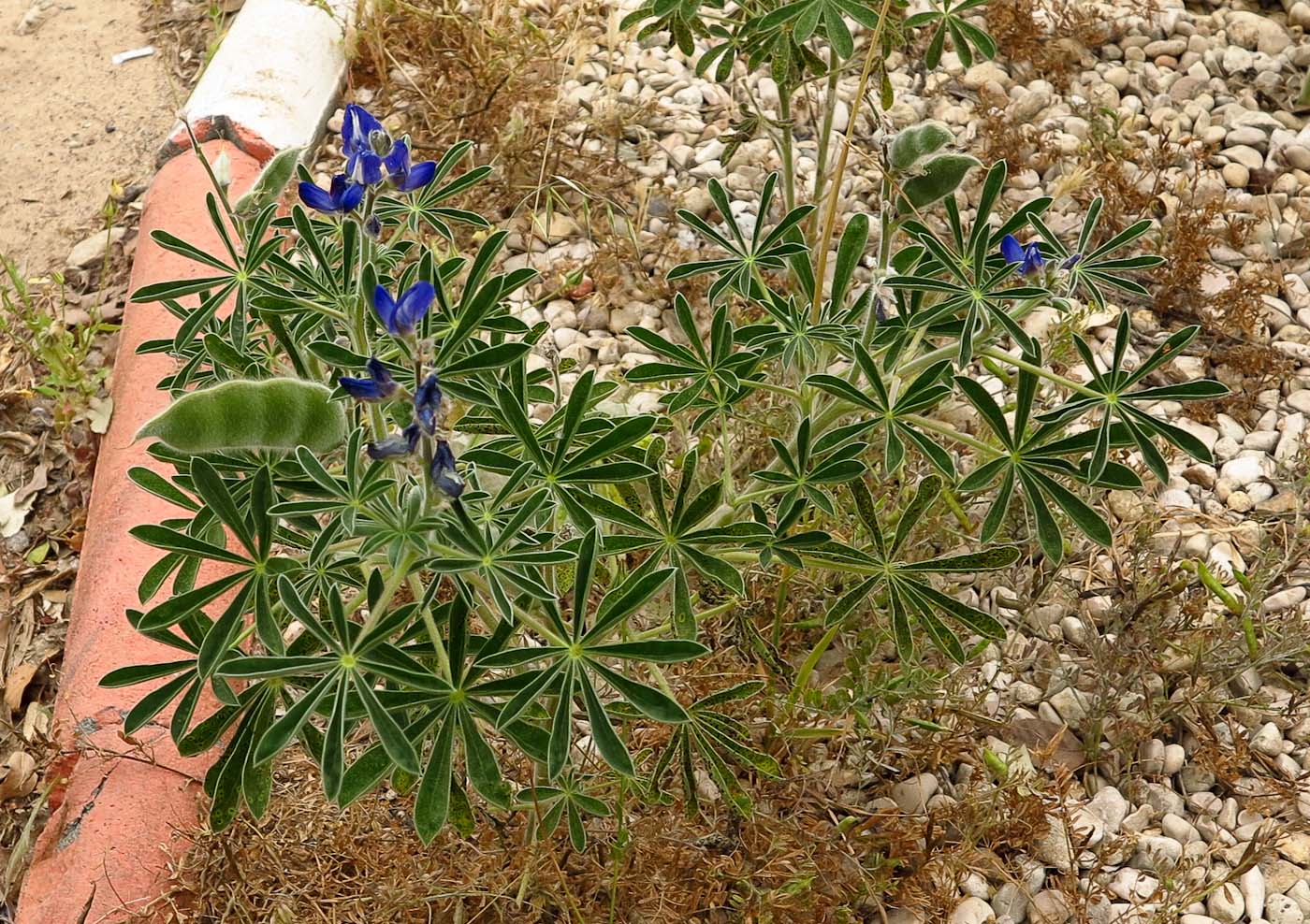 Изображение особи Lupinus pilosus.