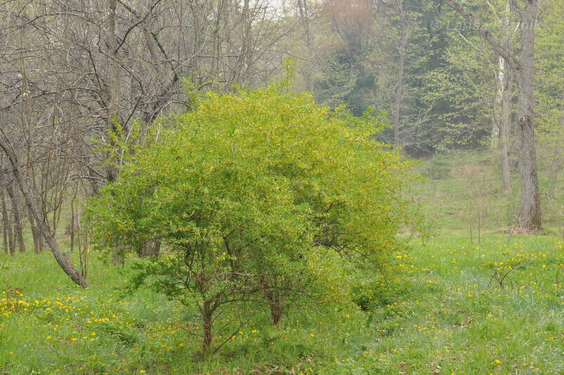 Image of Prinsepia sinensis specimen.