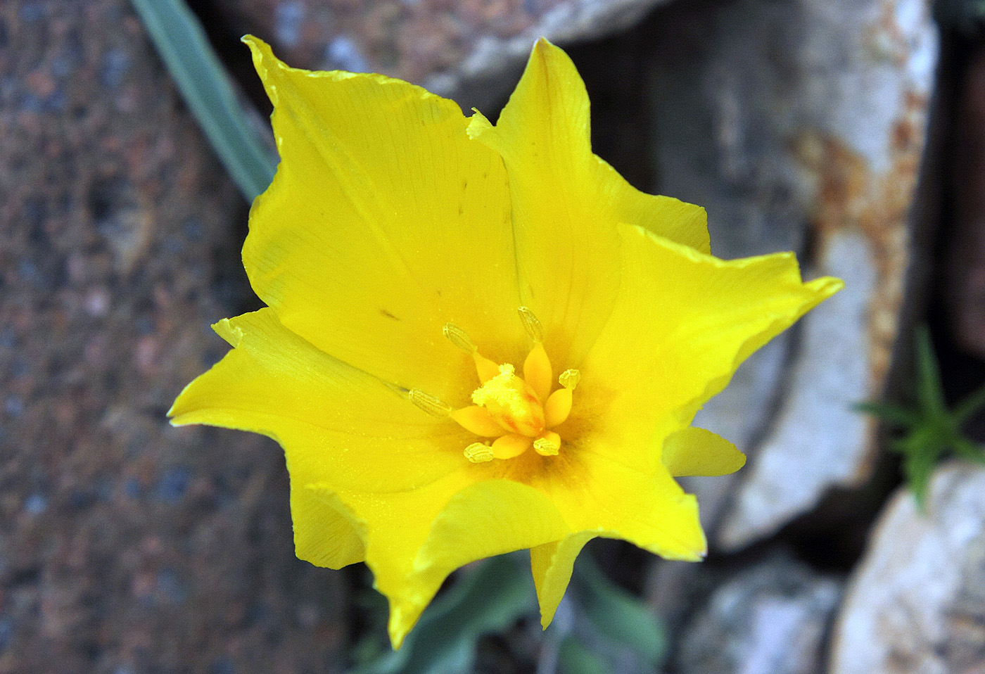 Image of Tulipa intermedia specimen.