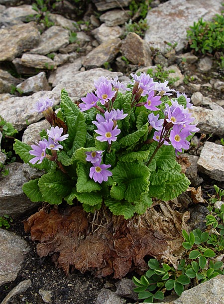 Изображение особи Primula kusnetzovii.