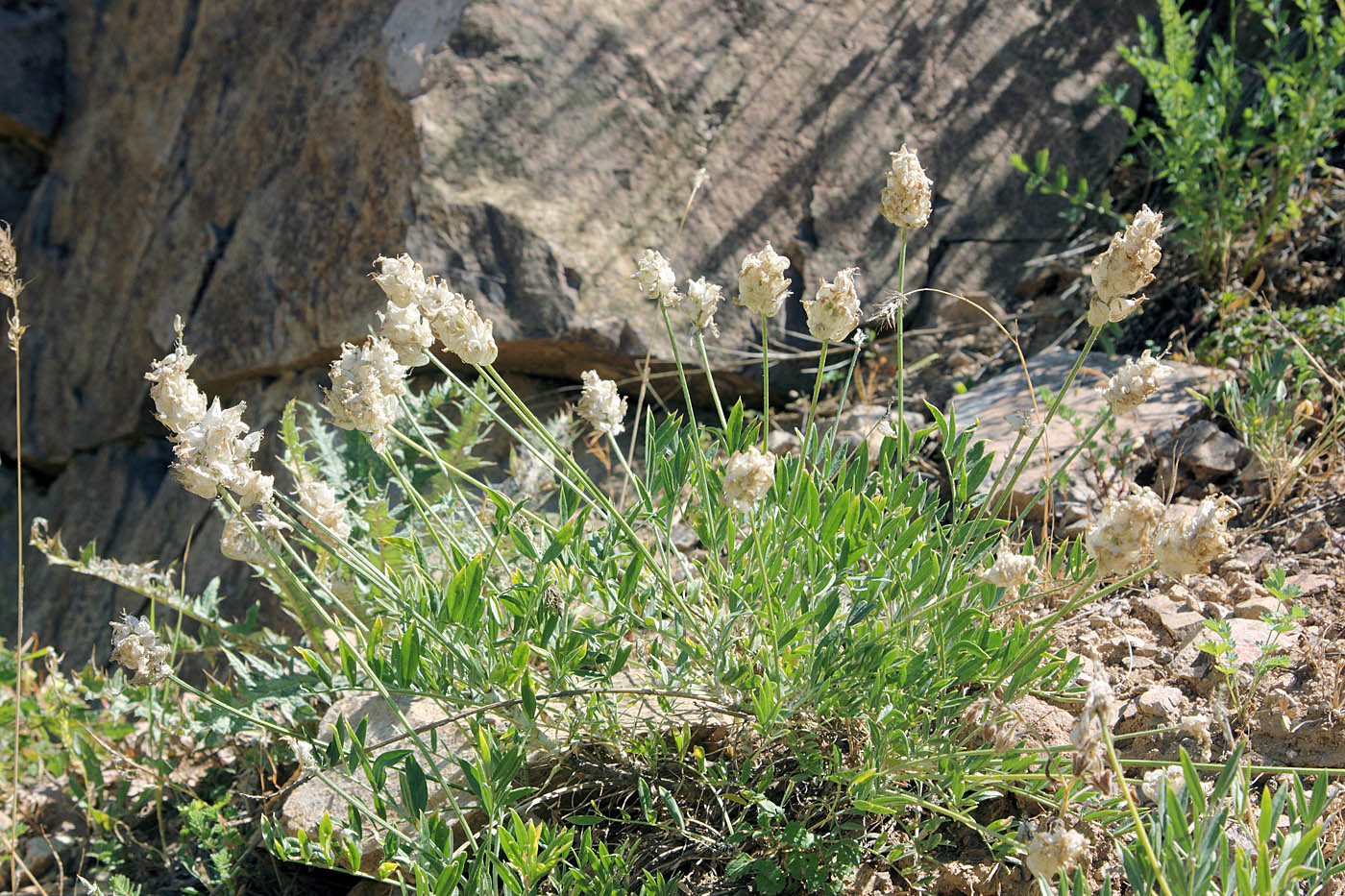 Image of Astragalus pseudonobilis specimen.