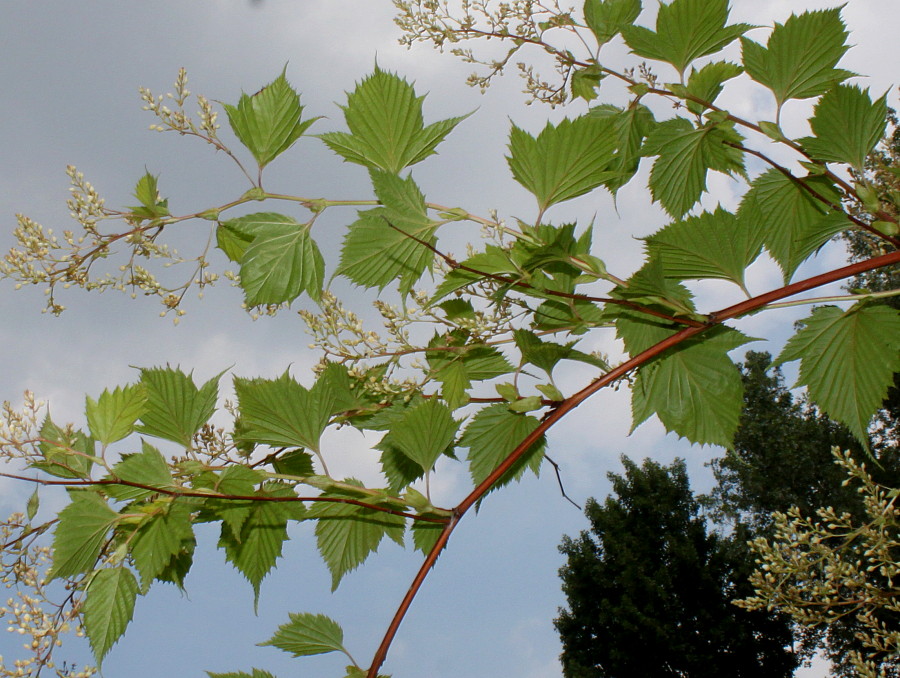 Image of Stephanandra tanakae specimen.