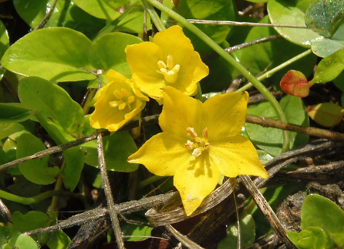 Изображение особи Lysimachia nummularia.