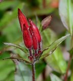 Oenothera perennis. Верхушка побега с соцветием в бутонах. Германия, г. Дюссельдорф, Ботанический сад университета. 02.06.2014.