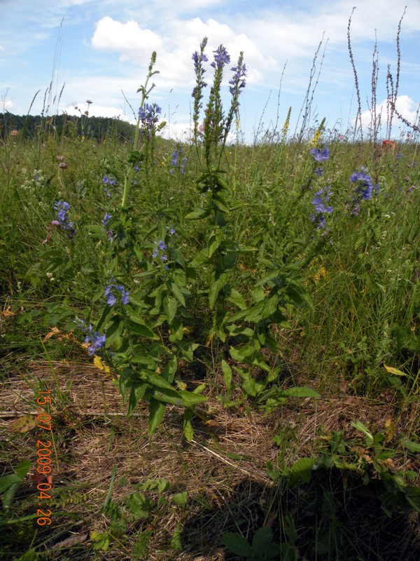 Image of Veronica teucrium specimen.