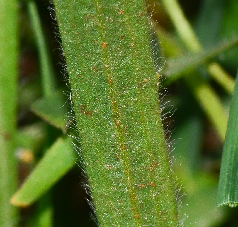 Image of Plantago cretica specimen.