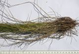 Poa longifolia