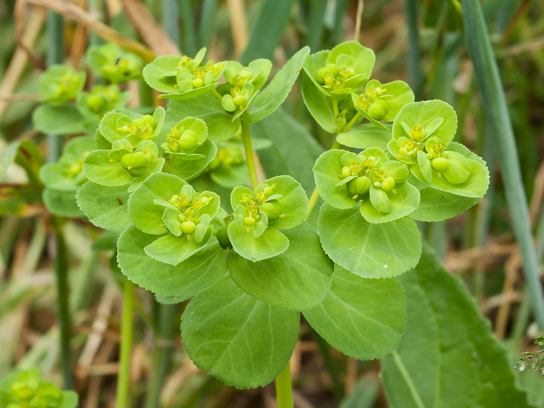 Изображение особи Euphorbia helioscopia.