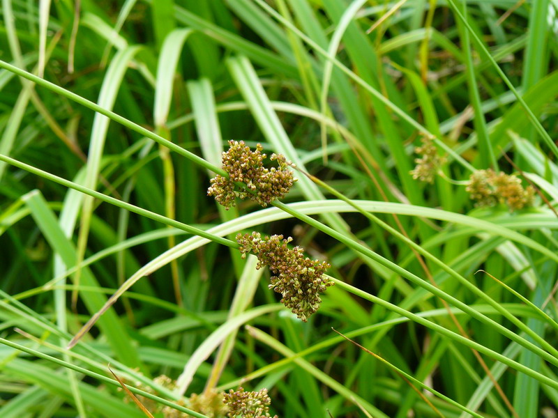 Image of Juncus effusus specimen.