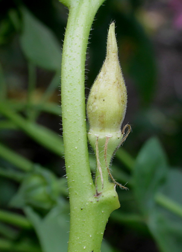 Image of Hibiscus esculentus specimen.