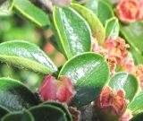 Cotoneaster horizontalis. Цветки. Украина, г. Кривой Рог, Ботанический сад НАН Украины. 24.05.2009.