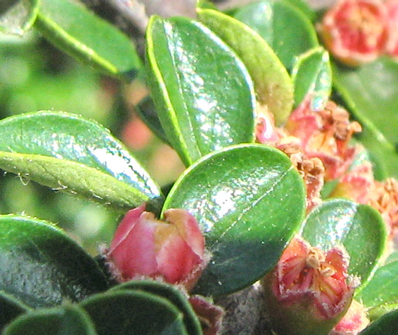 Image of Cotoneaster horizontalis specimen.